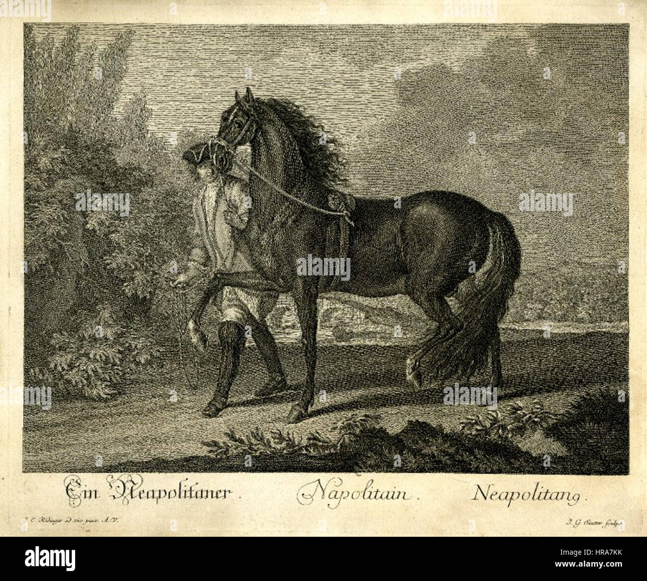 Neapolitaner hi-res stock photography and images - Alamy