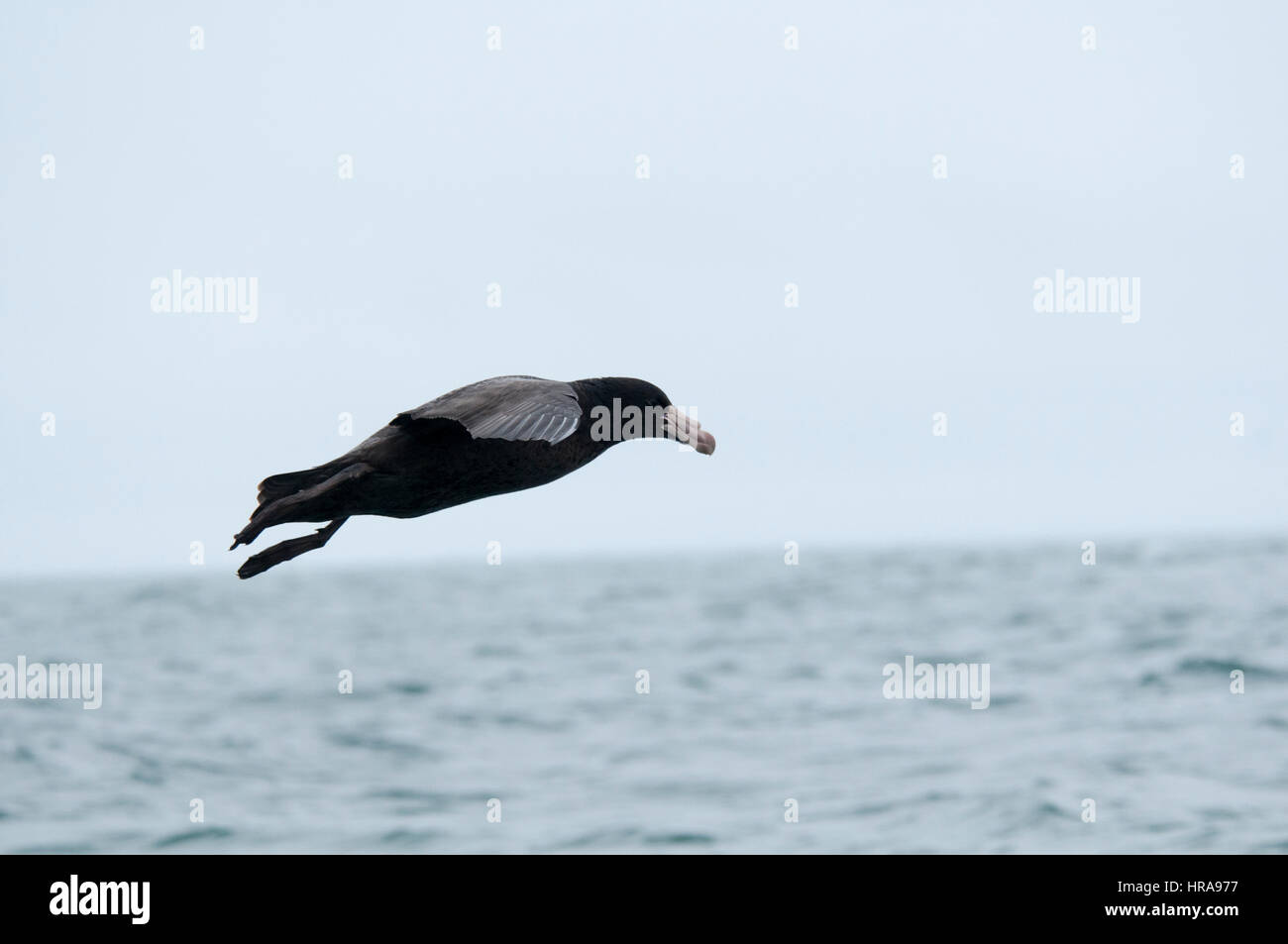northern-giant-petrel-landing-on-the-pacific-ocean-near-the-coast-of