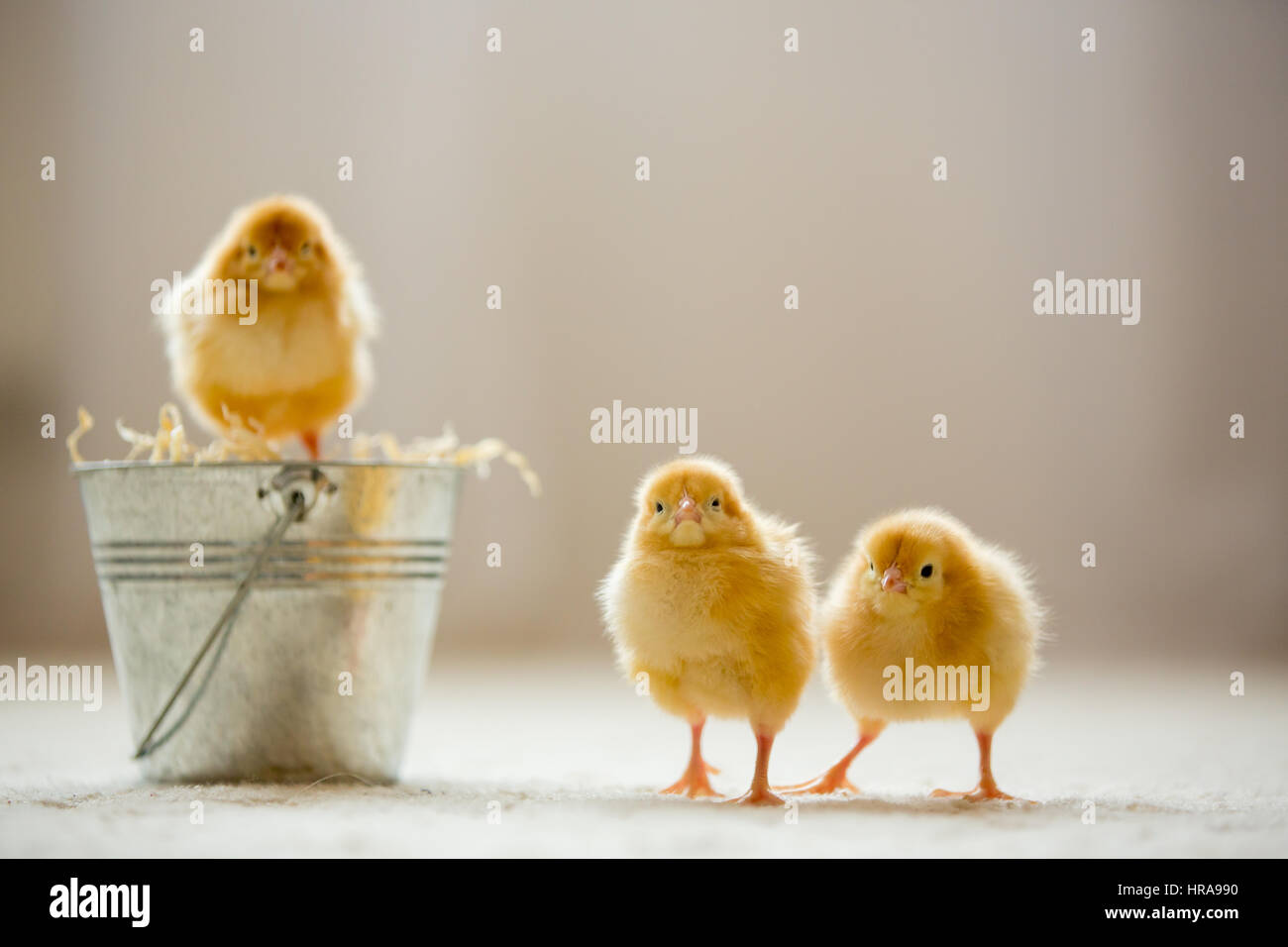 Little Cute Baby Chicks In A Bucket Playing At Home Yellow Newborn