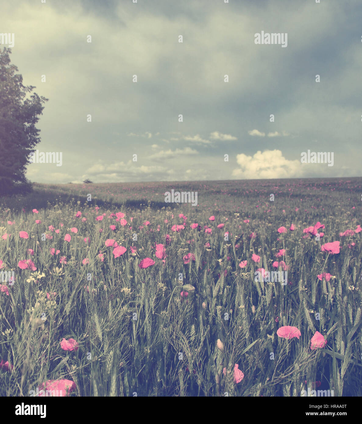Vintage photo of poppy field in sunset Stock Photo