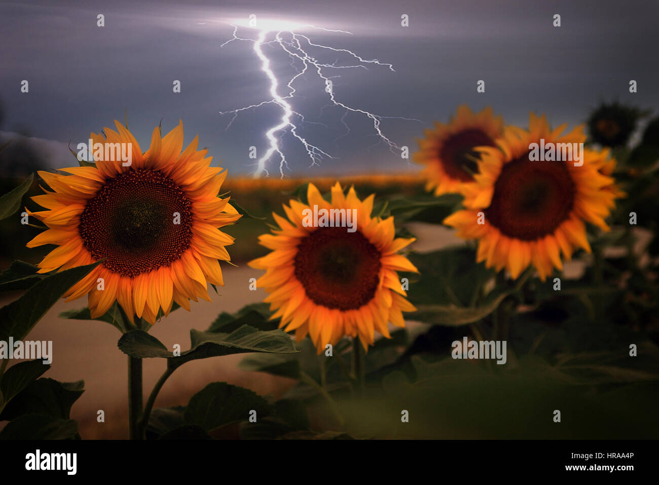 Sunflower and storm Stock Photo Alamy