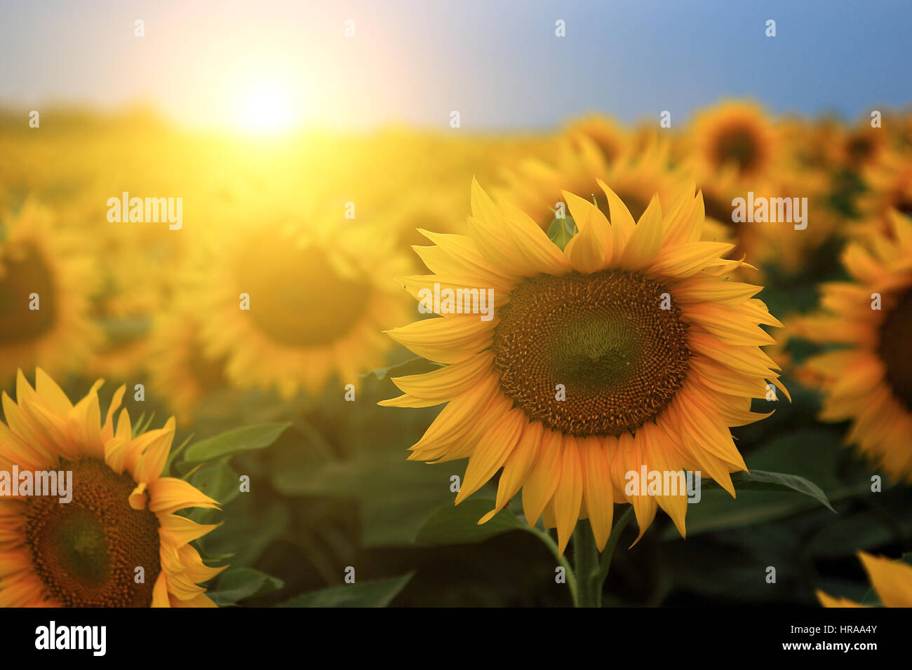 Sunflower field sunset farm hi-res stock photography and images - Alamy