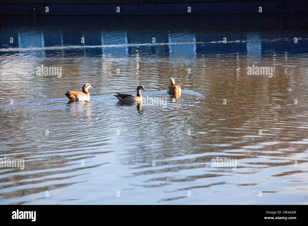Egyptian geese on the Grand Union Canal Stock Photo