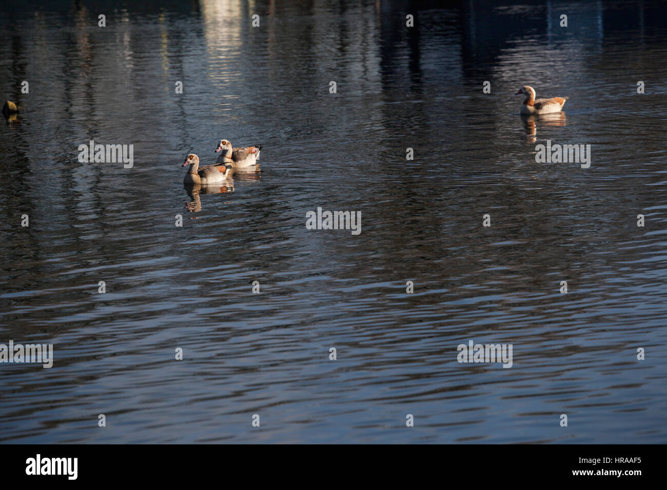 Egyptian geese on the Grand Union Canal Stock Photo