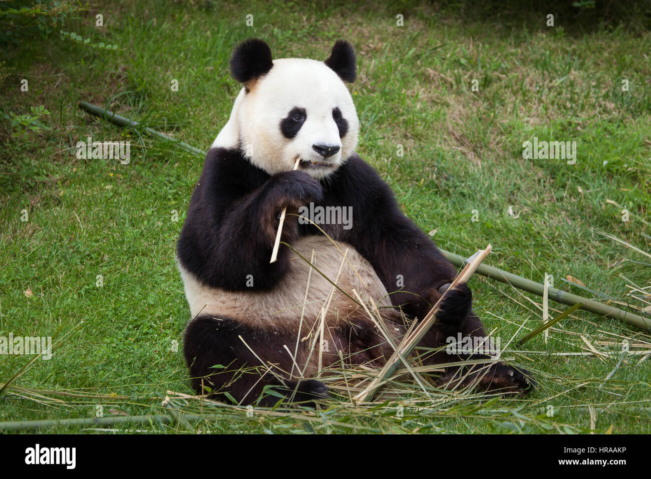 Giant panda (Ailuropoda melanoleuca) at Beauval Zoo in Saint-Aignan sur Cher, Loir-et-Cher, France. Stock Photo