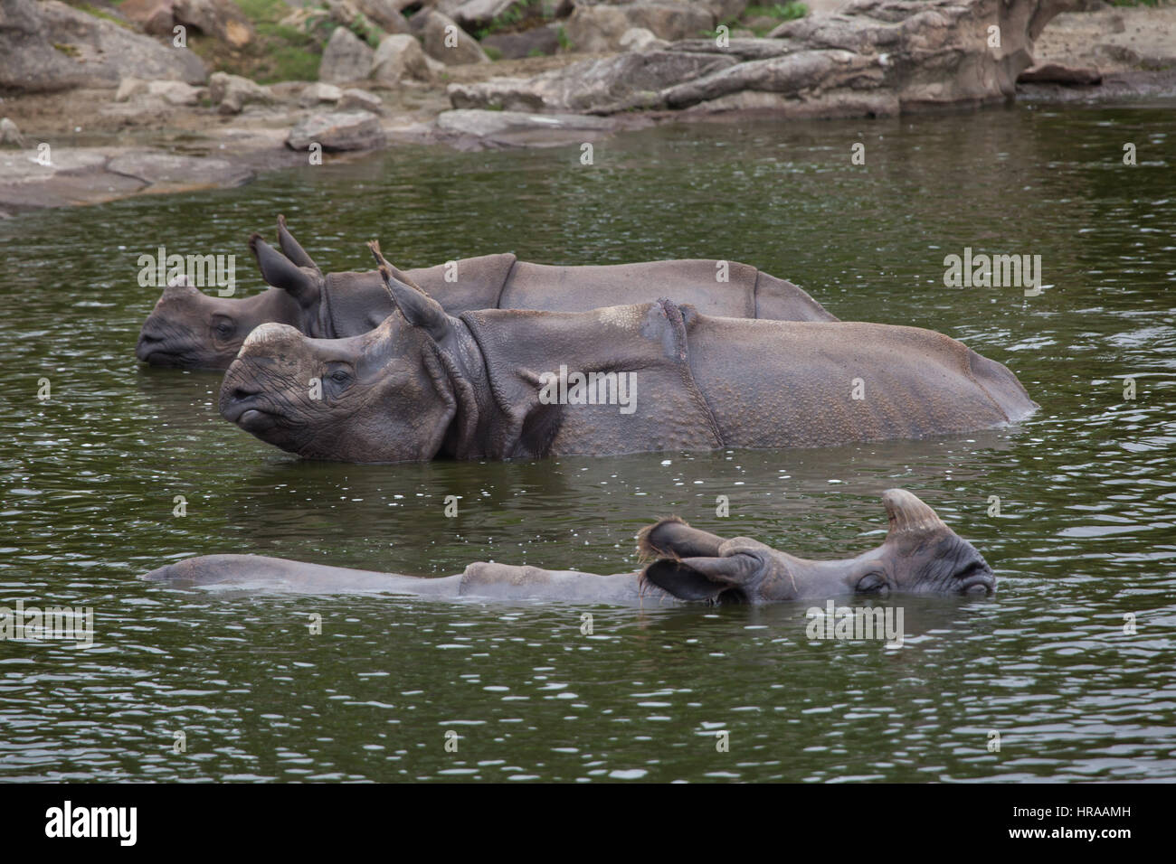 Indian Rhinoceros Rhinoceros Unicornis Swimming Wildlife Animal