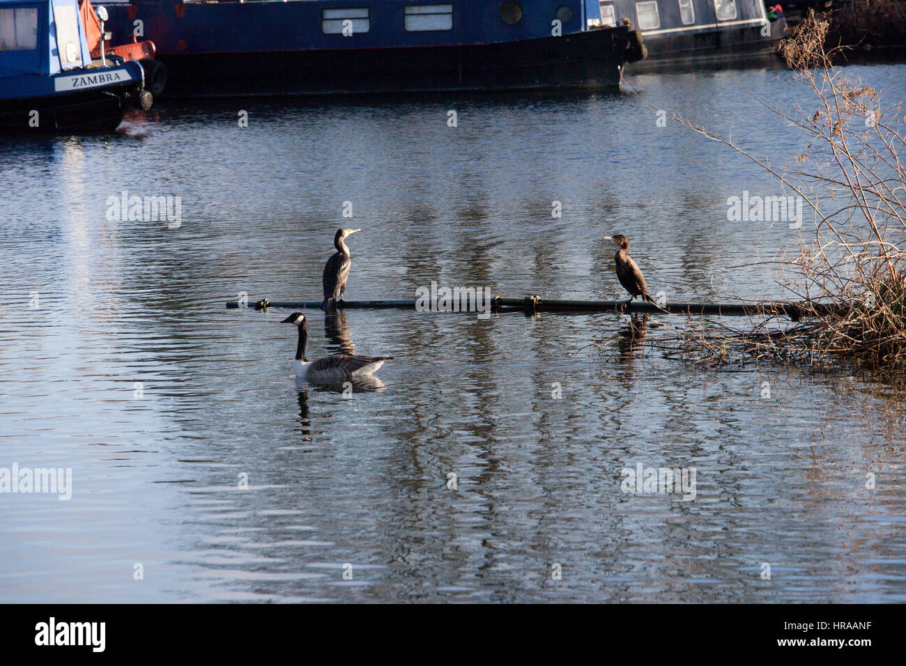 Cormorant at rest in Harefield Marina on the Grand Union Canal Stock Photo