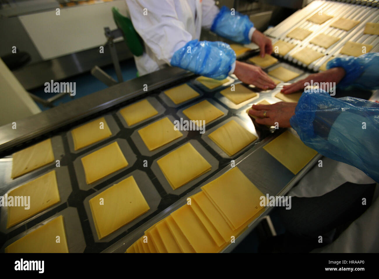 cheese factory in the netherlands Stock Photo Alamy