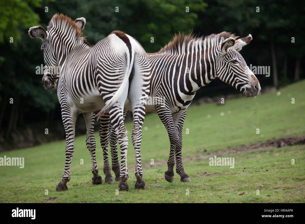 Grevy's zebra (Equus grevyi), also known as the imperial zebra. Stock Photo