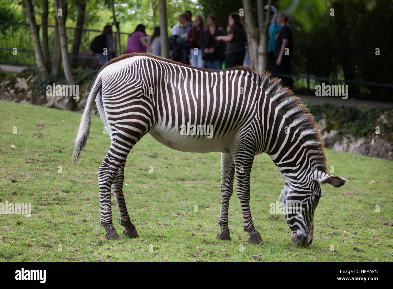 Grevy's zebra (Equus grevyi), also known as the imperial zebra at Beauval Zoo in Saint-Aignan sur Cher, Loir-et-Cher, France. Stock Photo