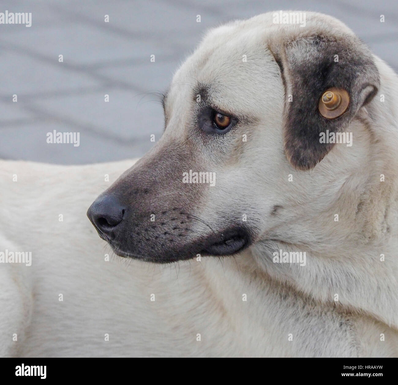 Stray dog ear tag hires stock photography and images Alamy
