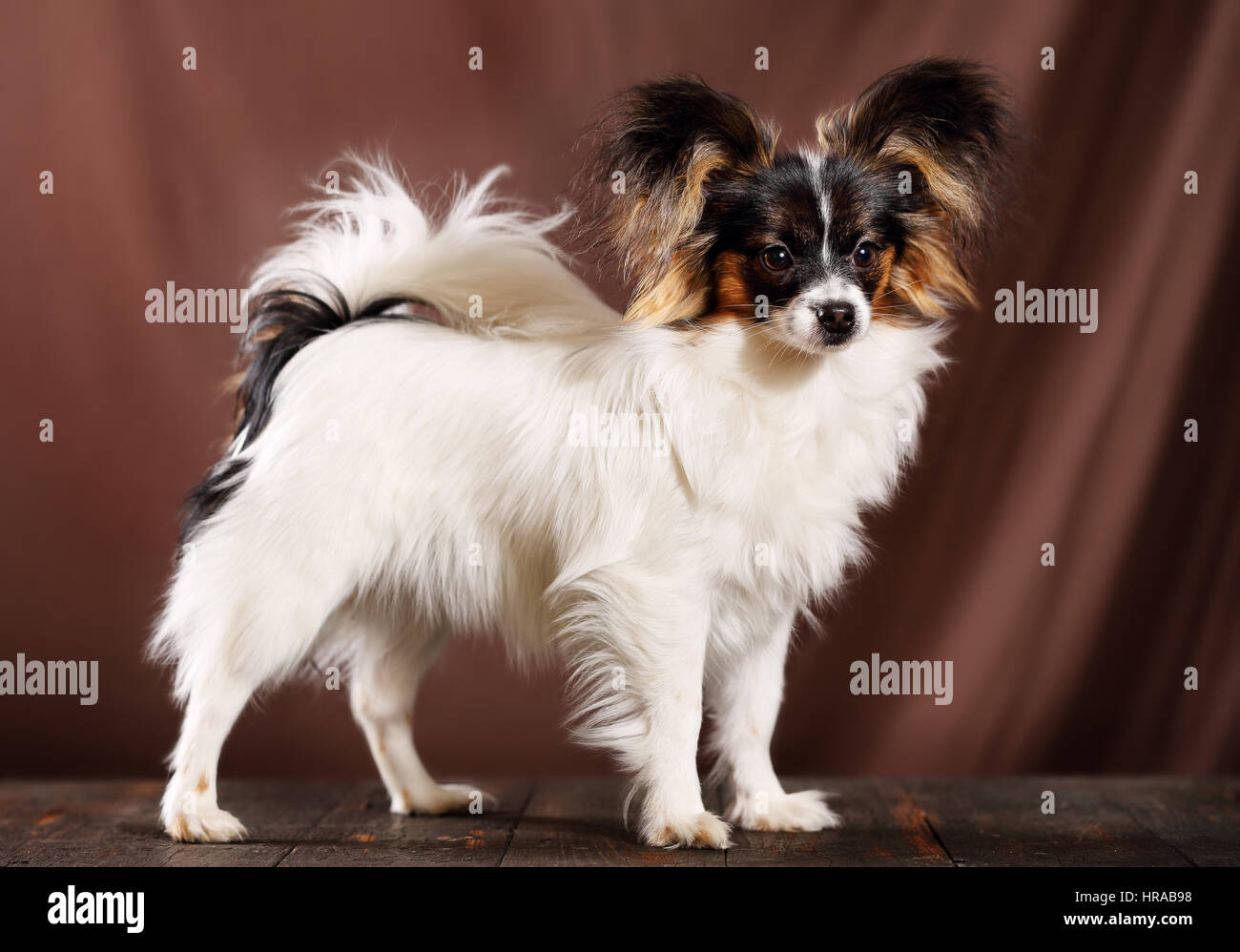 Papillon Dog Breed Information