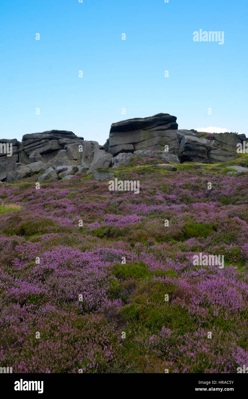 Heather and rocks at Stanage Edge, Peak District Stock Photo