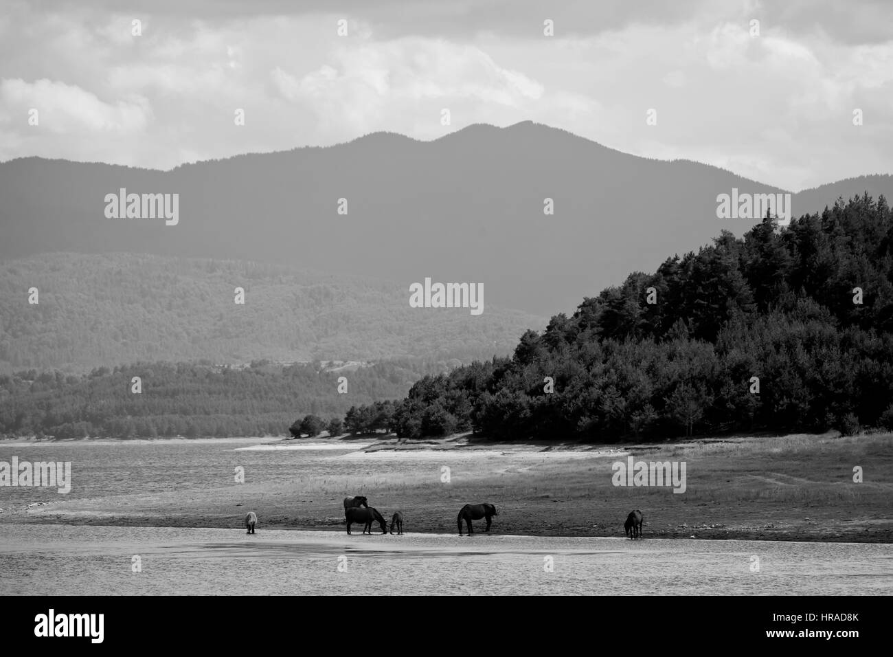 black and white landscape with herd wild horses near high mountain lake ...