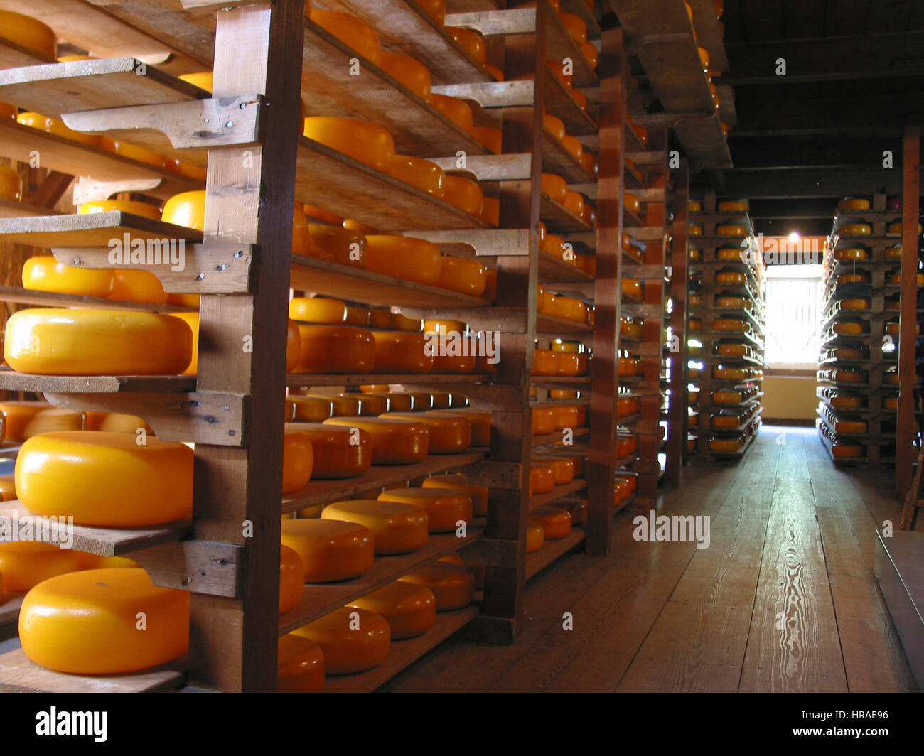 cheese factory in the netherlands Stock Photo Alamy