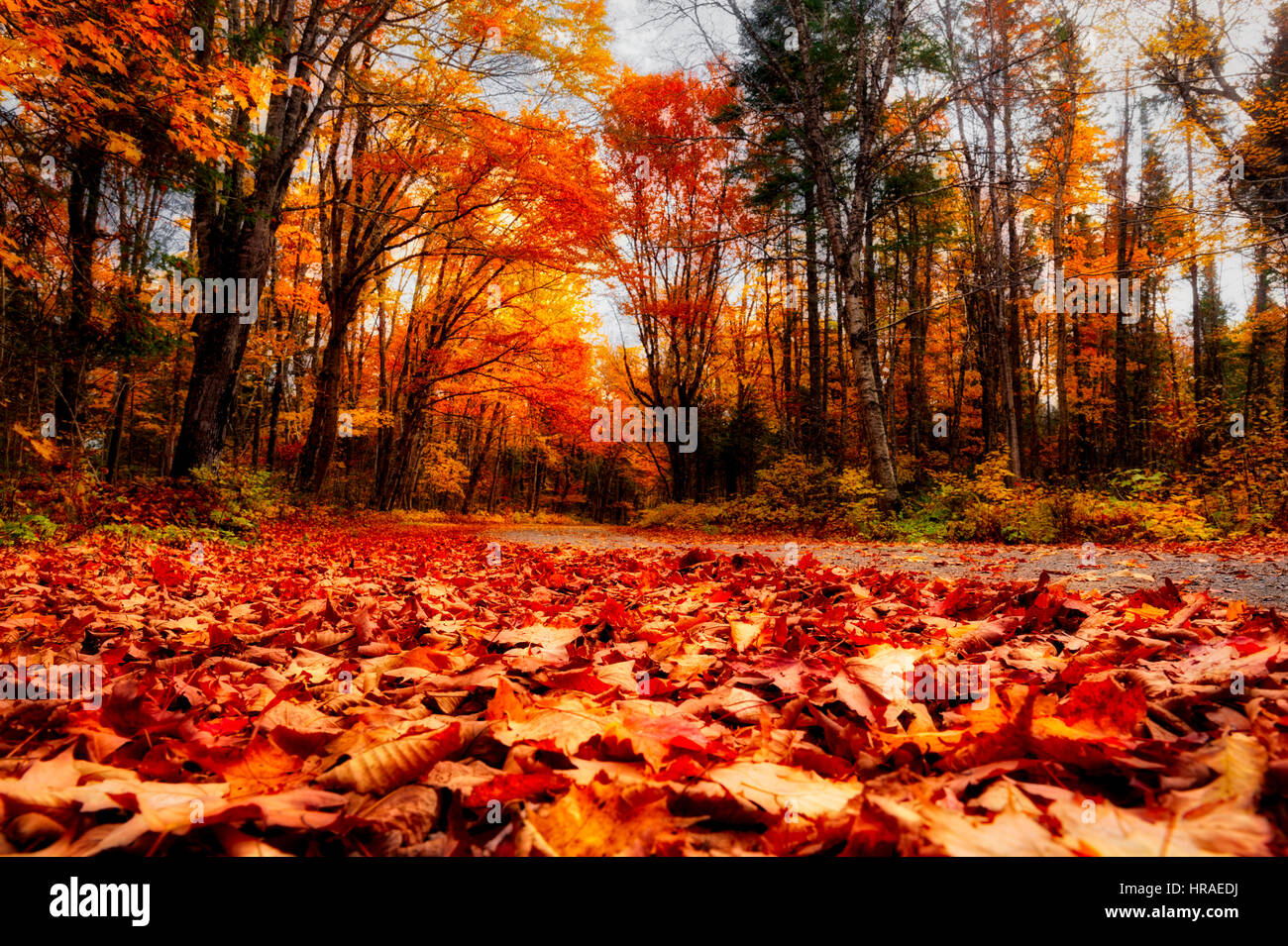 Fiery autumn colours in autumn in Gaspesie, Quebec Stock Photo