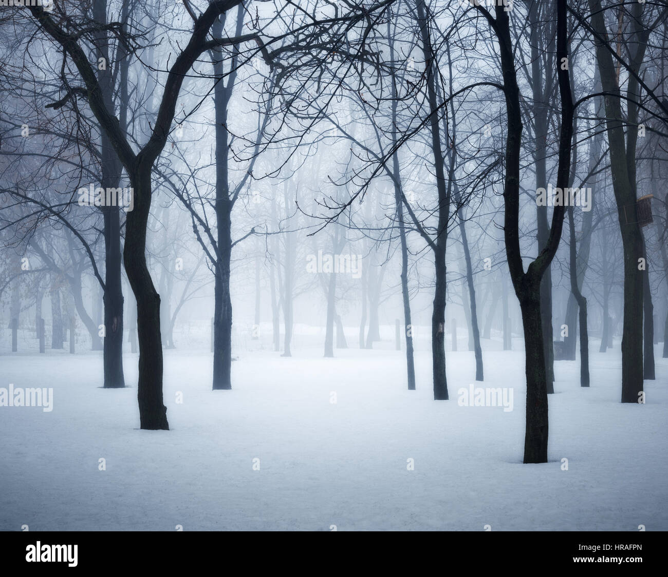 Winter forest in fog. Foggy trees in the cold morning. Enchanted misty woods. Beautiful mystical landscape with dark forest and white snow. Nature Stock Photo