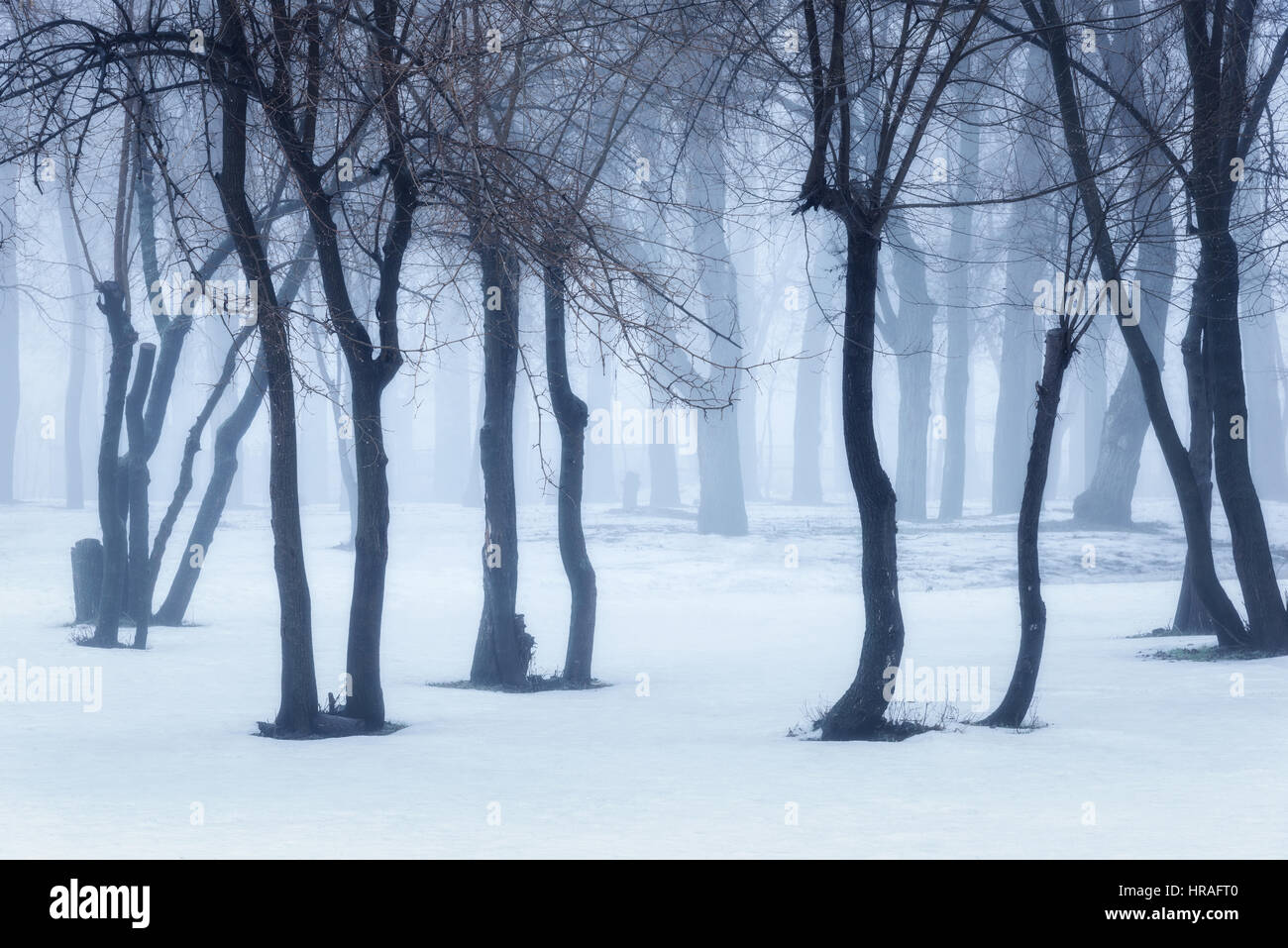 Winter forest in fog. Foggy trees in the cold morning. Enchanted misty woods. Beautiful mystical landscape with dark forest and white snow. Nature bac Stock Photo