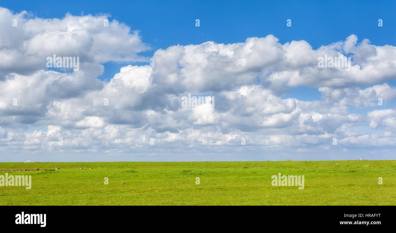 Beautiful landscape with green grass field and bright blue sky with clouds at sunset in spring. Colorful nature background. Agriculture. Green meadow Stock Photo