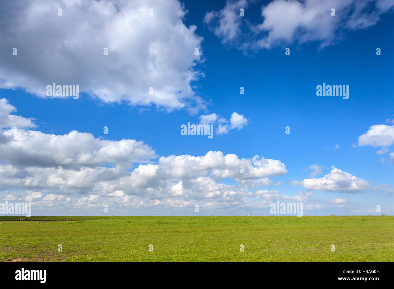 Beautiful landscape with green grass field and bright blue sky with clouds at sunset in spring. Colorful nature background. Agriculture. Green meadow Stock Photo