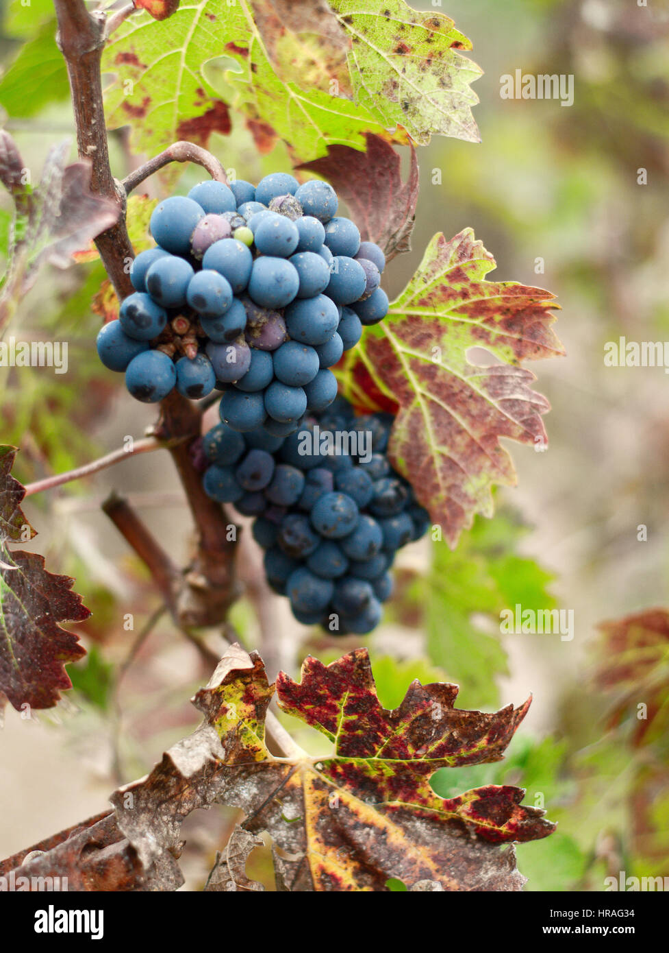 Pinot noir grapes. Stock Photo