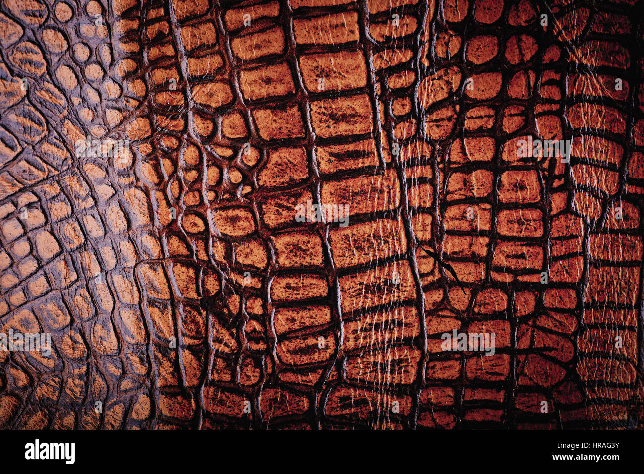 Crocodile wallpaper hi-res stock photography and images - Alamy