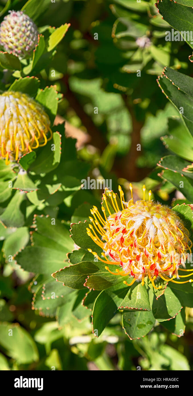 blur in south africa close up of the    red orange cactus flower and garden Stock Photo