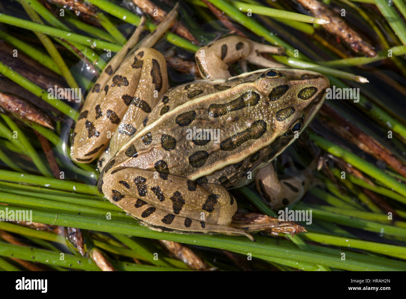 Northern leopard frog (Rana pipiens) at prairie pond in Phillips County