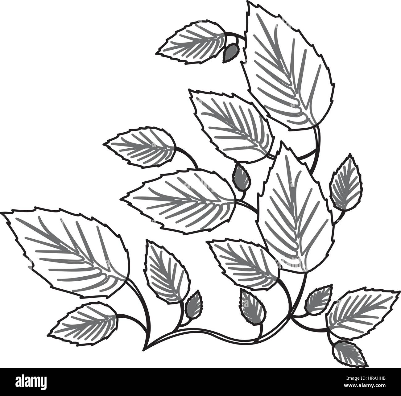 monochrome contour with creeper plant Stock Vector Image & Art Alamy