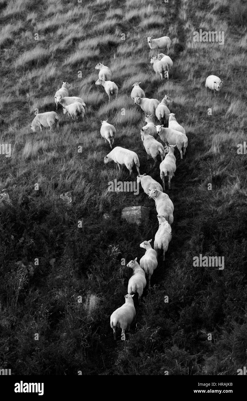 A line of sheep in black & white below Tor y Foel, Brecon Beacons National Park, Wales, United Kingdom Stock Photo