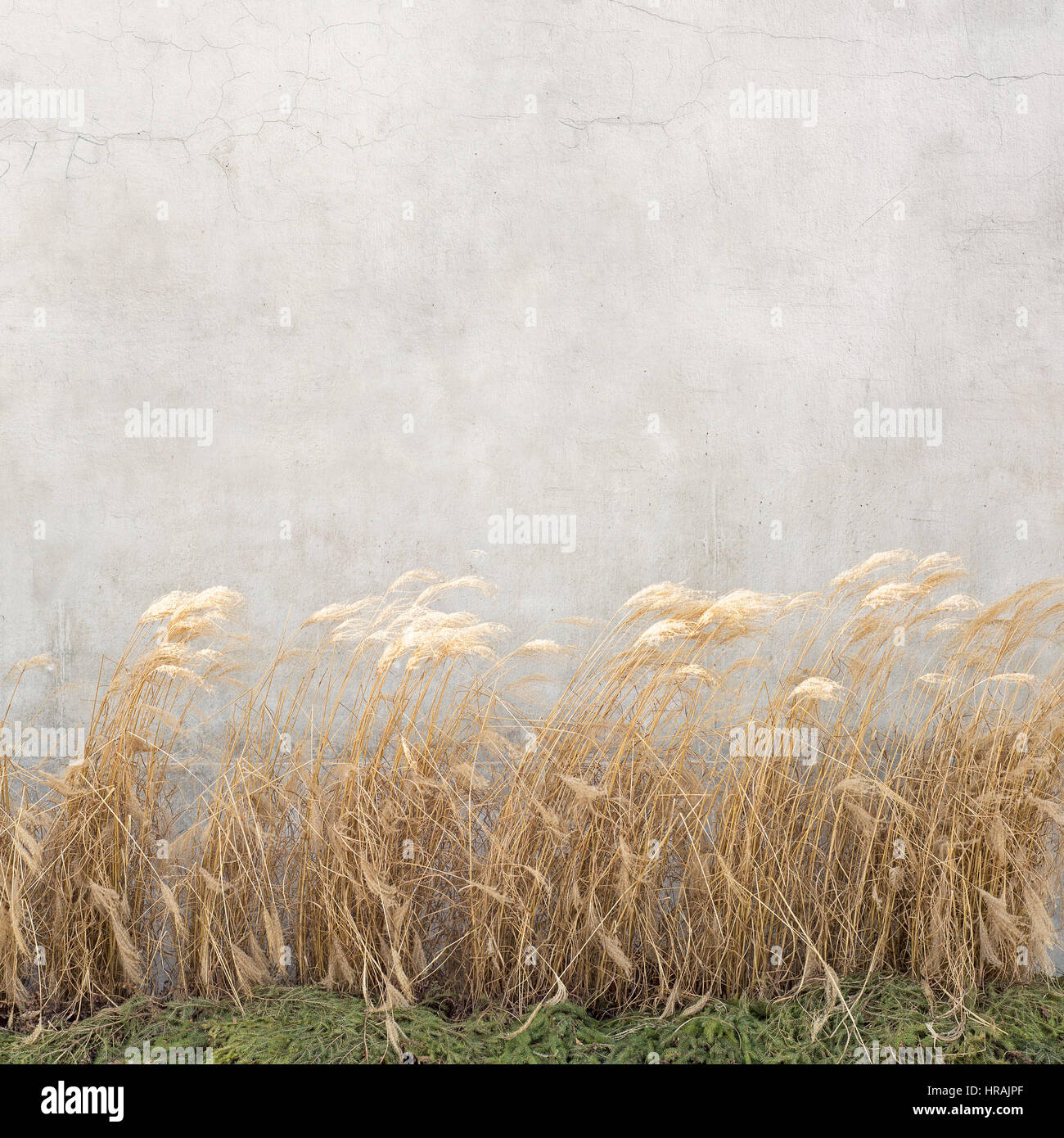 dry cane near the wall Stock Photo