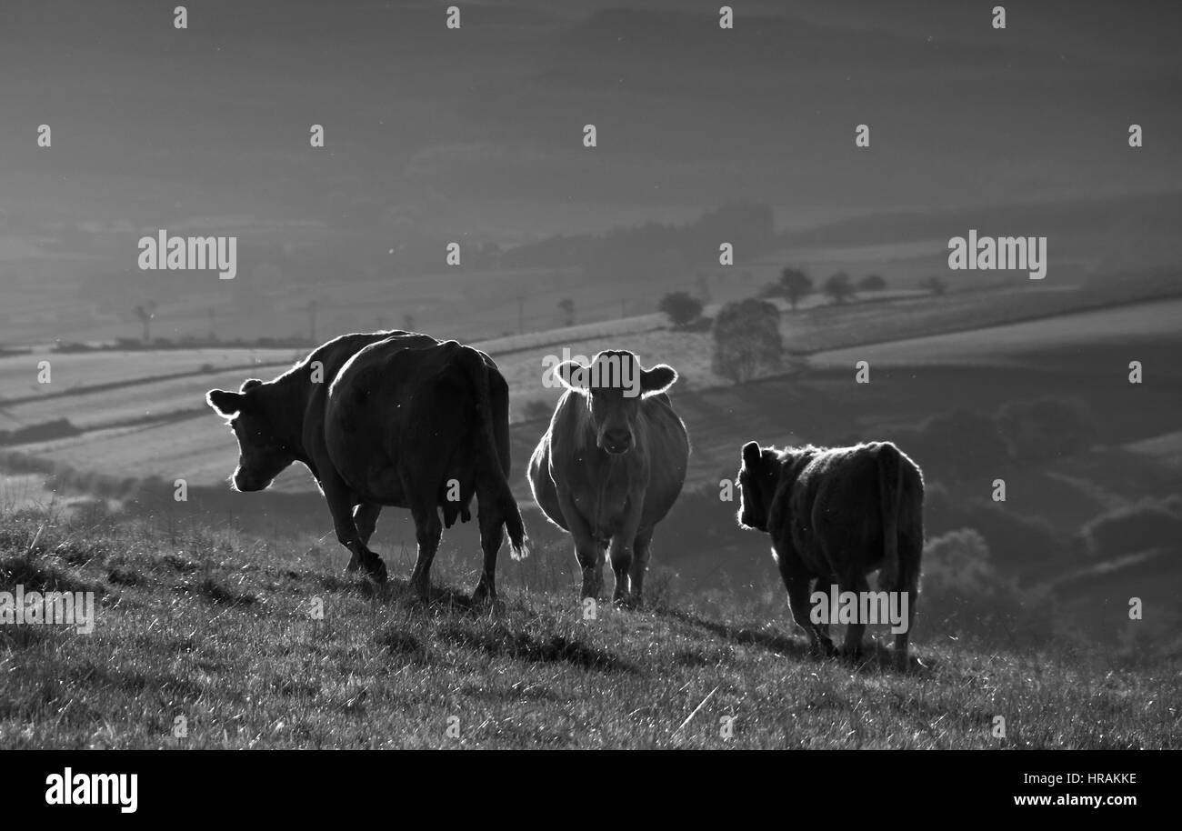 Cows in black & white backlit by evening sun. Above Crai reservoir, Brecon Beacons National Park, Wales, UK Stock Photo
