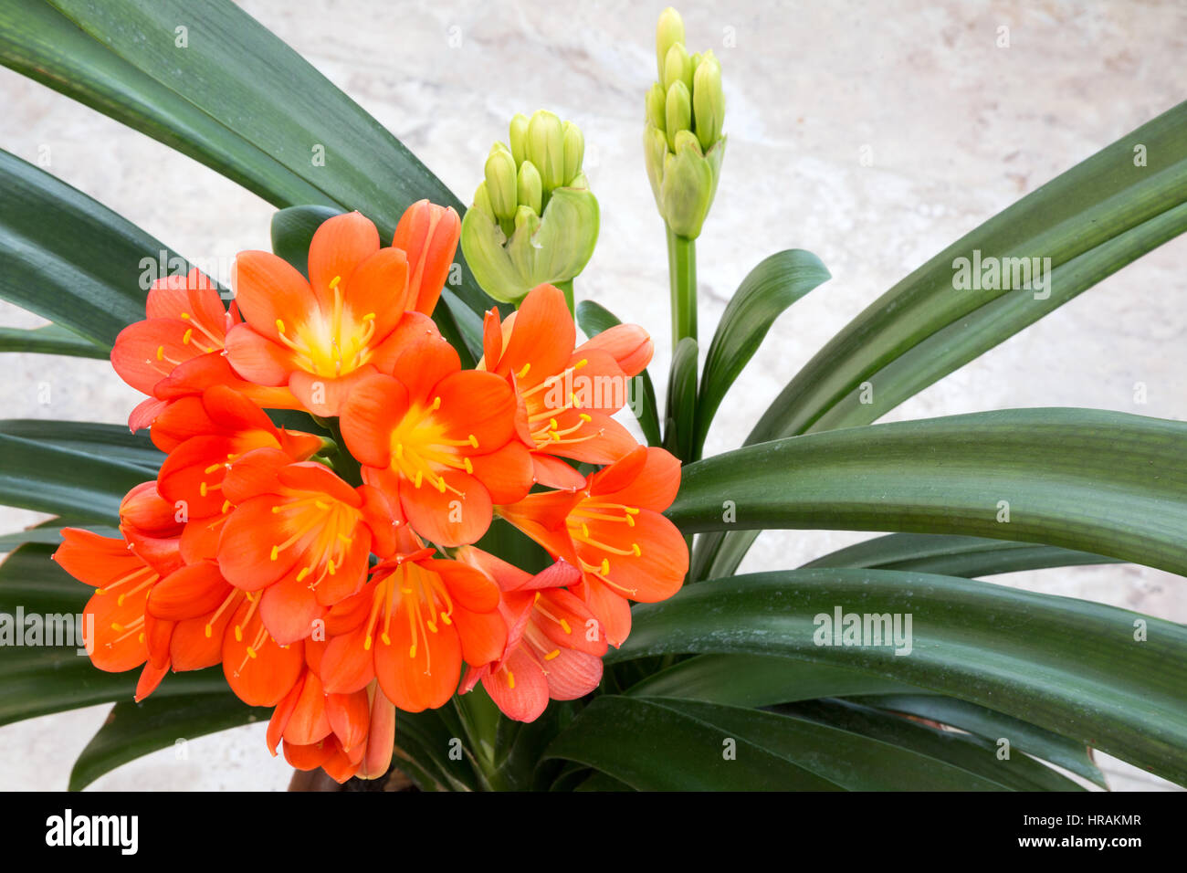 Clivia miniata also known as Natal lily,  bush lily,  or Kaffir lily, flowering in a pot in the UK Stock Photo