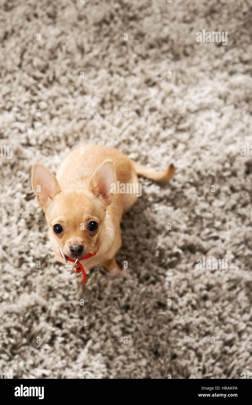 Cute chihuahua dog playing on living room's carpet and looking at camera. Stock Photo
