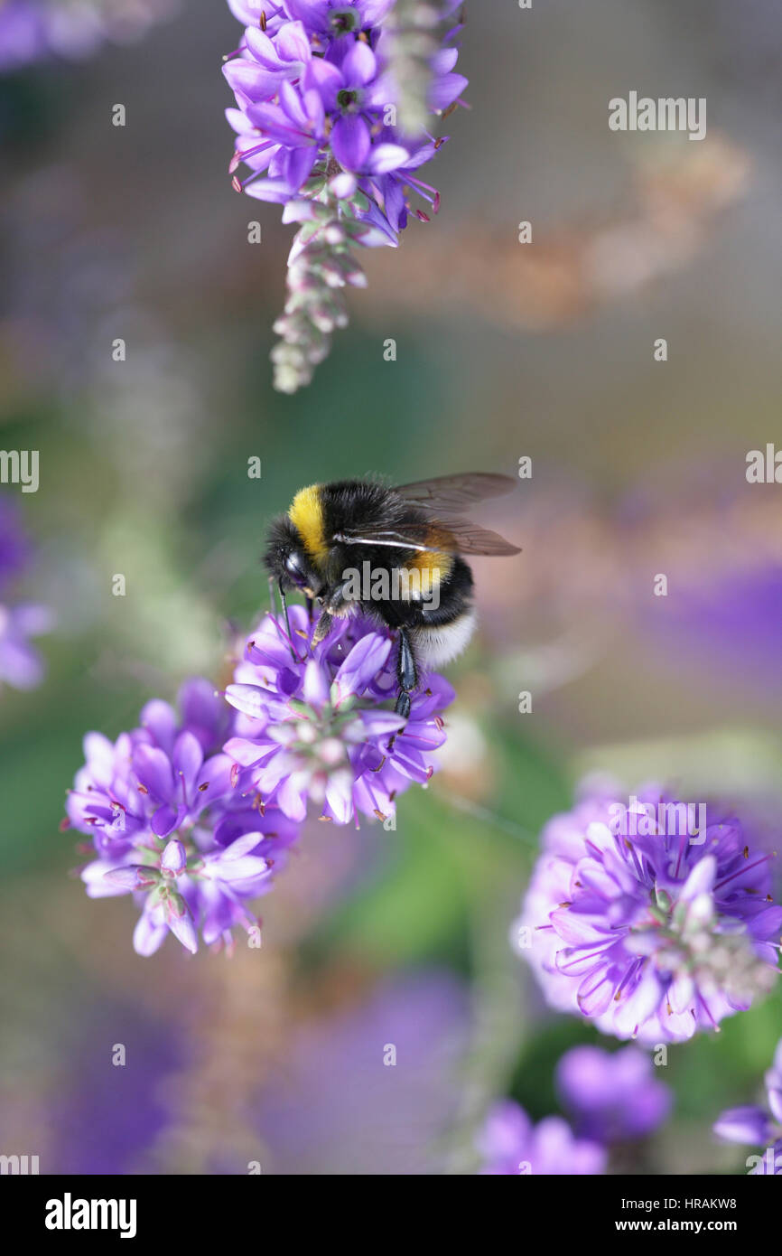 Bumblebee.  Feeding on Hebe in an English Garden. Lilac shades- full frame. 'Summer Bumbling.' Stock Photo