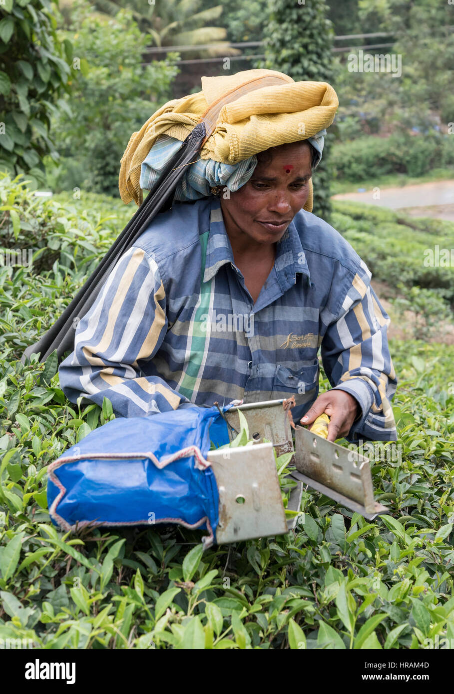 Portrait of tea picker at plantations near Periyar, Kumily, Kerala, India Stock Photo