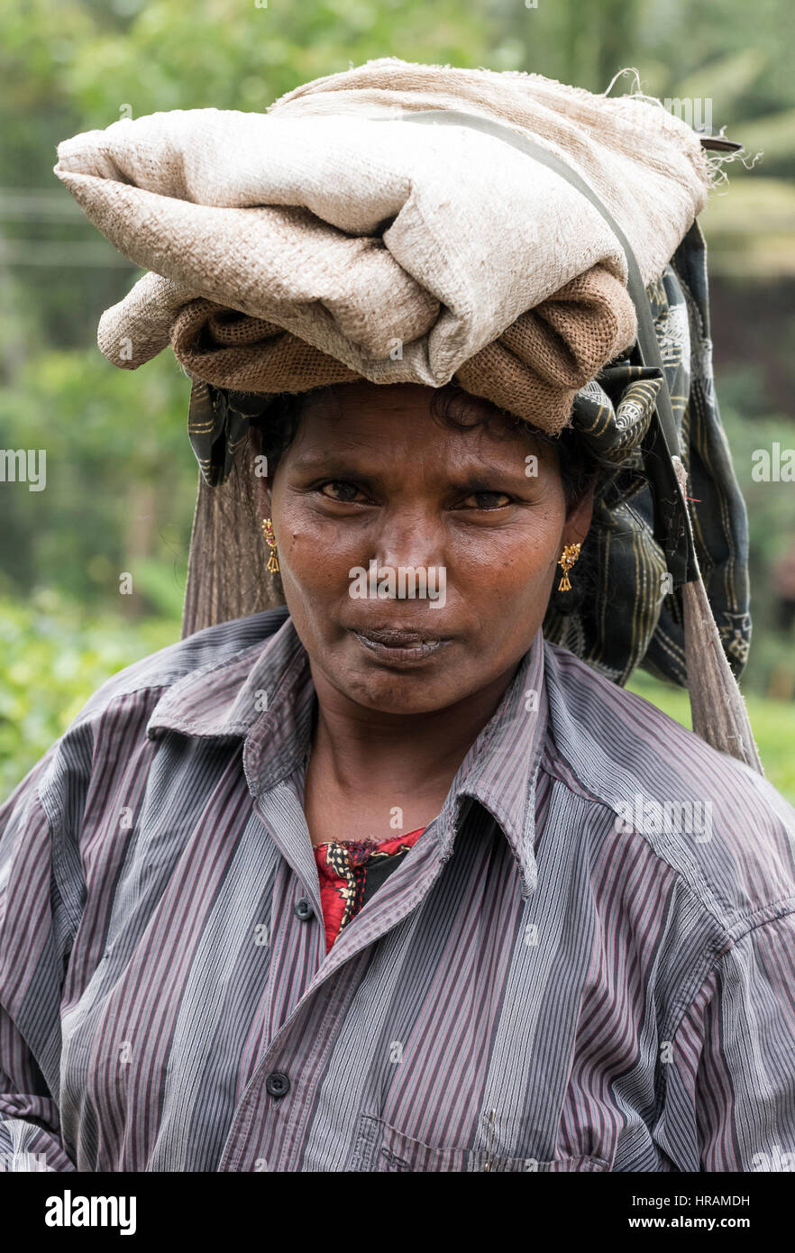 Portrait of tea picker at plantations near Periyar, Kumily, Kerala, India Stock Photo