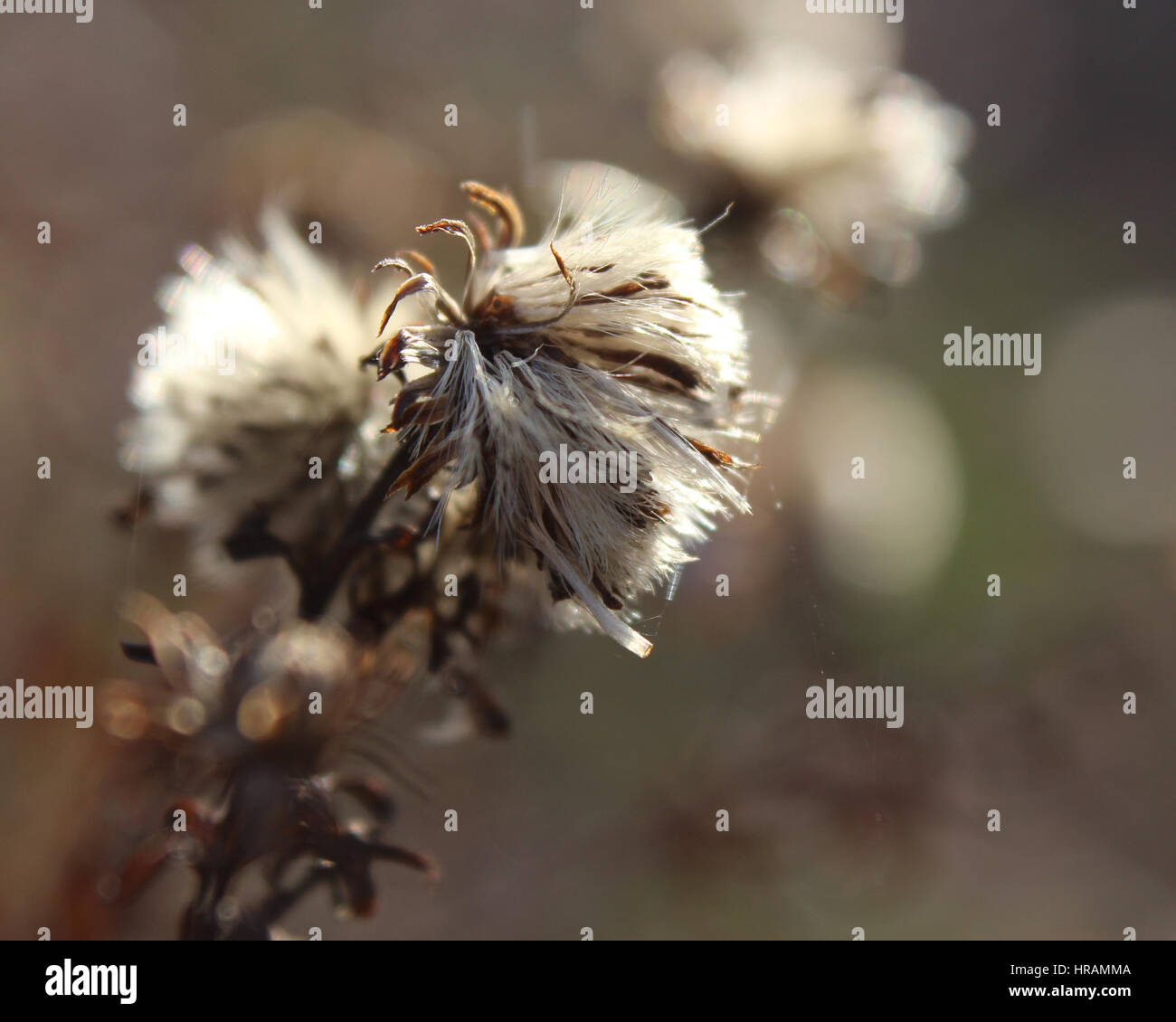 The fluffy seed heads of the plant Aster novi-belgii, back lit by the sun on a winters morning. Stock Photo