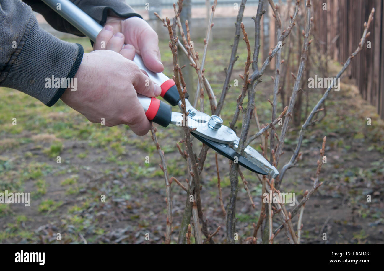 pruning of the currant bush Stock Photo Alamy