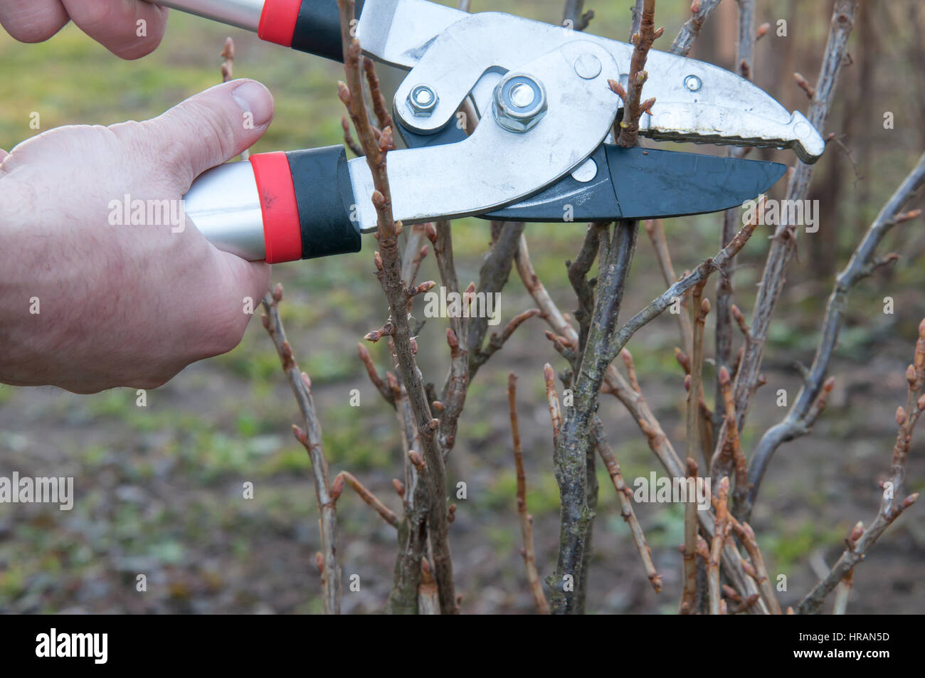 pruning of the currant bush Stock Photo Alamy