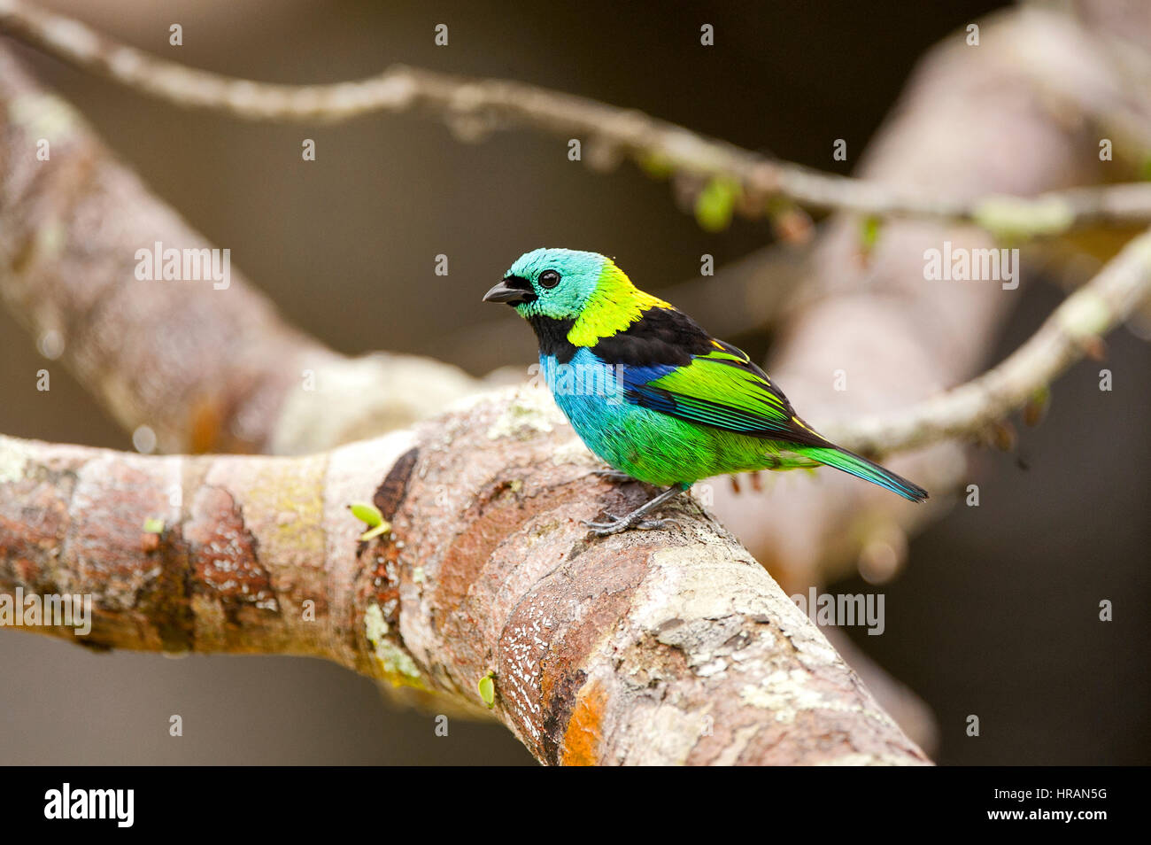 Close-up of a Green-headed Tanager (Tangara seledon) perched on a tree branch, photographed in Sooretama, Espírito Santo, Brazil.. Stock Photo