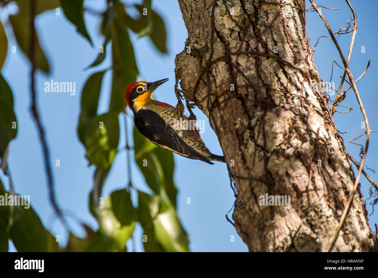 Yellow-fronted Woodpecker  (Melanerpes flavifrons), photographed in Sooretama/Linhares Linhares, Espirito Santo - Brazil. Atlantic Forest Biome. Stock Photo