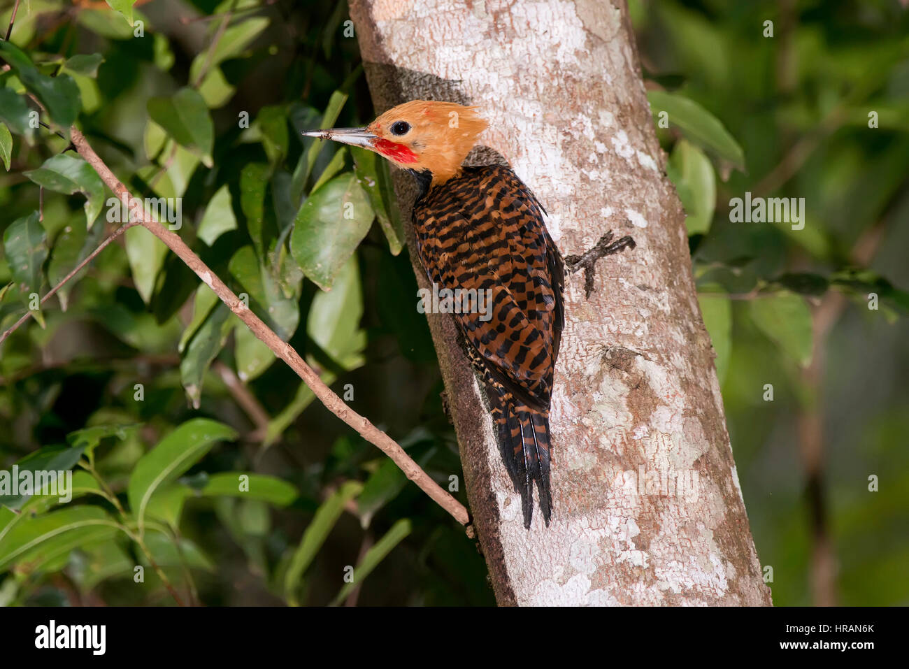 Ringed Woodpecker (Celeus torquatus) sitting on a trunk, in Sooretama, Espírito Santo, Brazil. Stock Photo