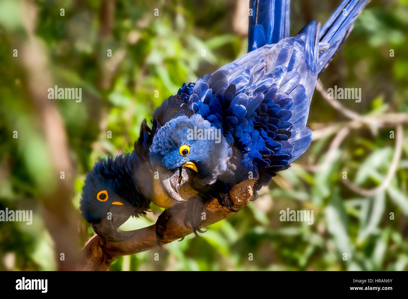 Hyacinth Macaw (Anodorhynchus hyacinthinus) lives in the biomes of the Amazon and especially in the Cerrado and Pantanal. This species is threatened w Stock Photo