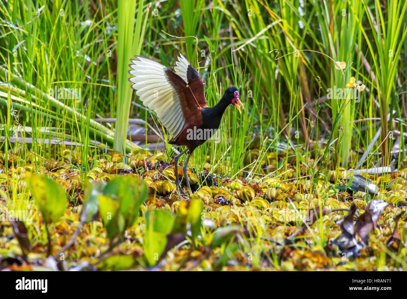 Wattled Jacana (Jacana jacana), photographed  in Sooretama, Espírito Santo - Southeast of Brazil. Atlantic Forest Biome. Stock Photo