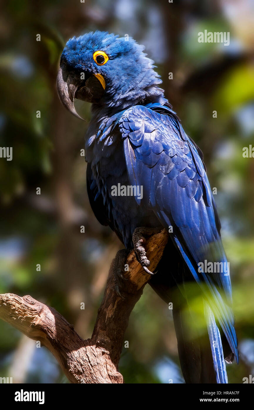 Hyacinth Macaw (Anodorhynchus hyacinthinus) lives in the biomes of the Amazon and especially in the Cerrado and Pantanal. This species is threatened w Stock Photo