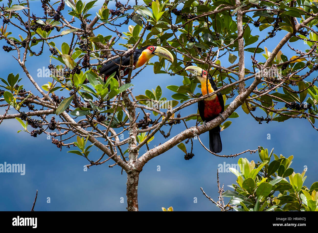 Red-breasted Toucan (Ramphastos dicolorus), photographed in Domingos Martins, Espírito Santo - Southeast of Brazil. Atlantic Forest Biome. Stock Photo