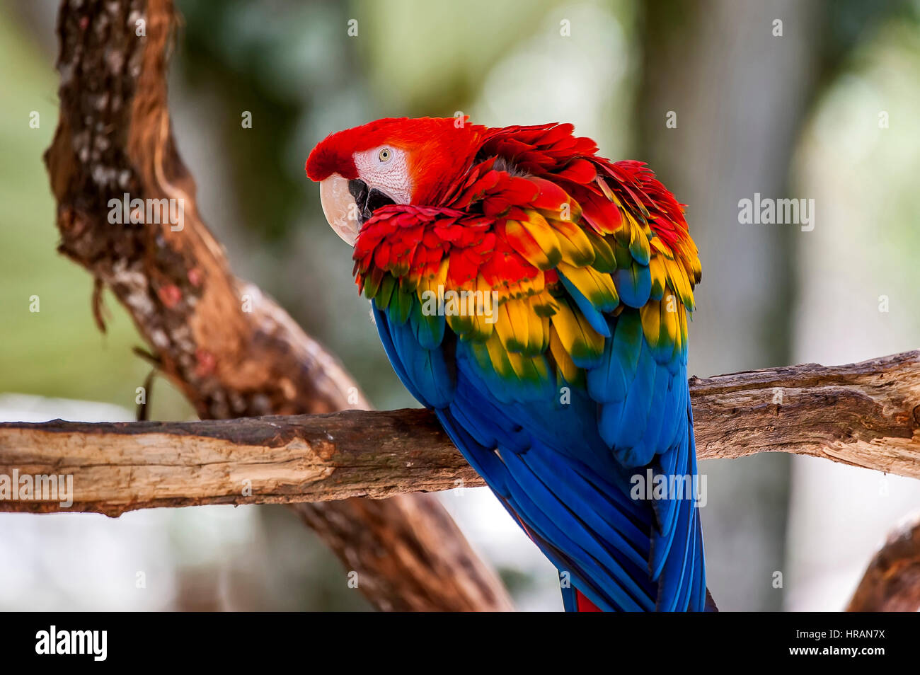 Red-and-green Macaw (Ara chloropterus), photographed in Concenção da Barra, Espírito Santo - Brazil. Atlantic Forest Biome. Captive animal. Stock Photo