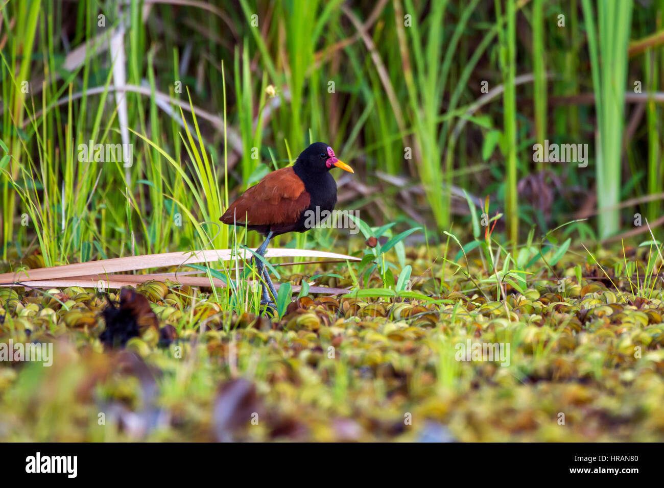 Wattled Jacana (Jacana jacana), photographed  in Sooretama, Espírito Santo - Southeast of Brazil. Atlantic Forest Biome. Stock Photo