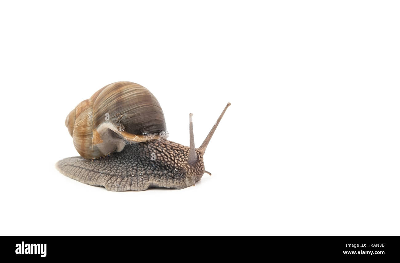 snail isolated on a white background Stock Photo - Alamy